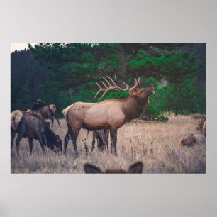 BROWN MOOSE NEAR GREEN TREE AT DAYTIME POSTER