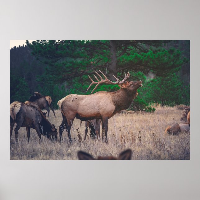 BROWN MOOSE NEAR GREEN TREE AT DAYTIME POSTER (Front)