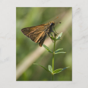 brown moth postcard