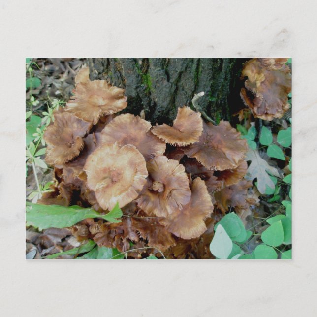 Brown Mushroom Colony Postcard (Front)