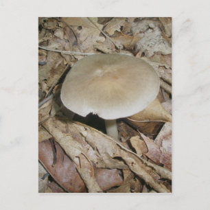 Brown Mushroom Postcard
