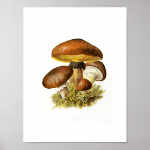 Brown Mushroom Print