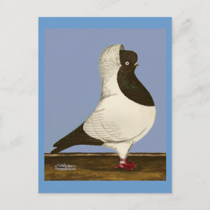 Brown Nun Pigeon Postcard