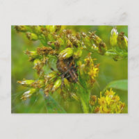 Brown Orange Araneus (?) Spider Postcard