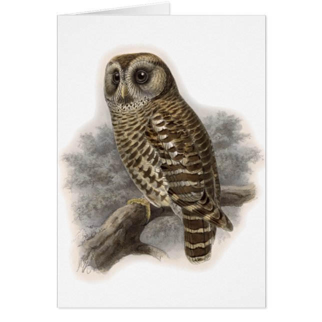 Brown Owl (Front)