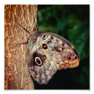Brown Owl Butterfly Close Up 8x8 Photo Print
