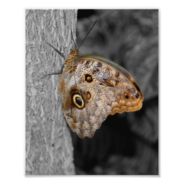 Brown Owl Butterfly Partial Colour 8x10 Photo Print (Front)
