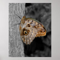 Brown Owl Butterfly Partial Colour Nature