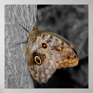 Brown Owl Butterfly Partial Colour Poster
