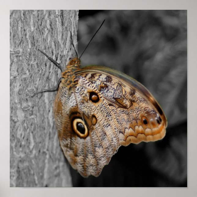 Brown Owl Butterfly Partial Colour Poster (Front)