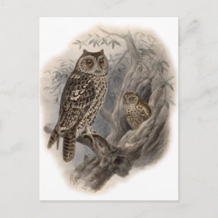 Brown Owl Postcard
