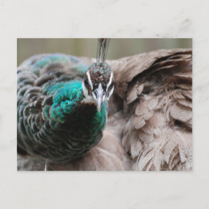 Brown Peacock  Postcard