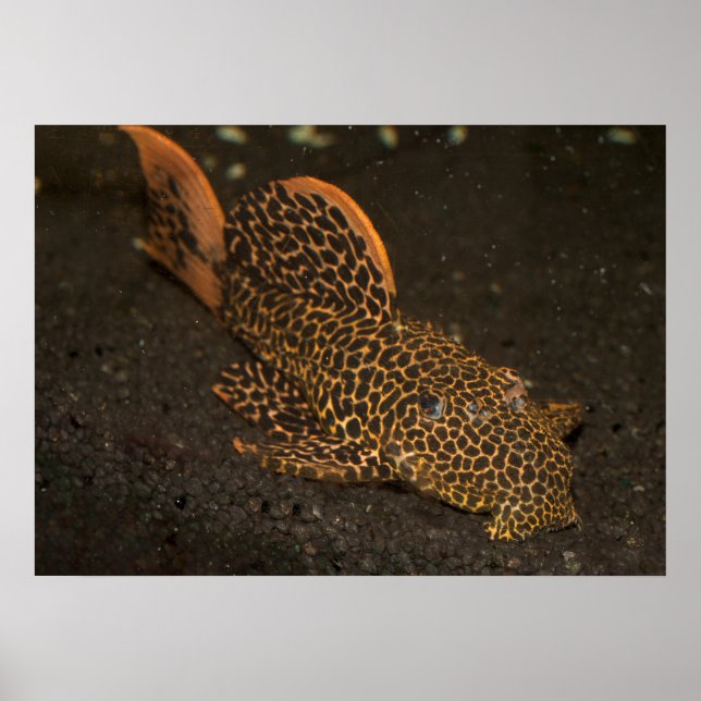 Brown Peckoltia Compta Poster (Front)