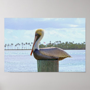 Brown Pelican and Palm Trees Poster