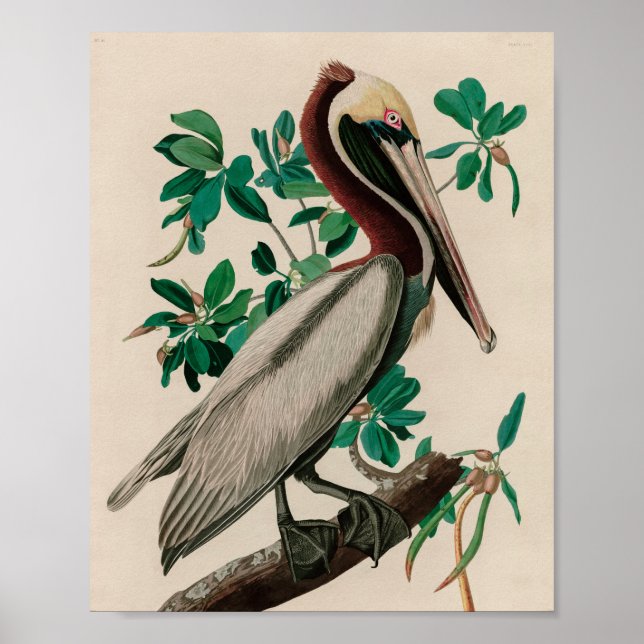 Brown Pelican Birds of America Audubon Print (Front)