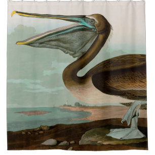 Brown Pelican Birds of America Audubon Print Shower Curtain