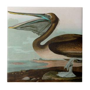Brown Pelican Birds of America Audubon Print Tile