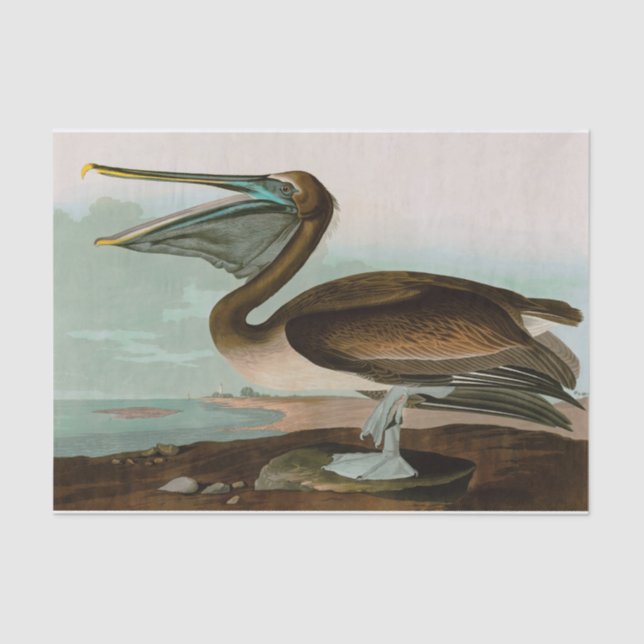Brown Pelican Birds of America Audubon Print Tissue Paper (Front)