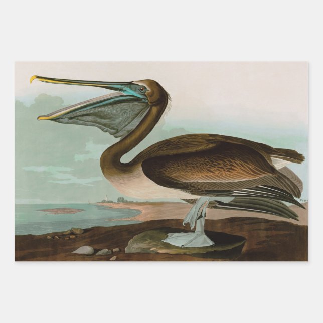 Brown Pelican Birds of America Audubon Print Wrapping Paper Sheet (Front)