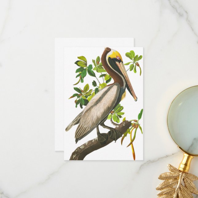Brown Pelican by John James Audubon Thank You Card (Front/Back In Situ)