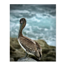 Brown Pelican by the Ocean