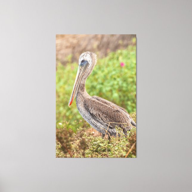 Brown Pelican Canvas Print (Front)