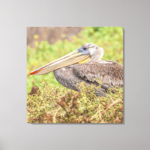 Brown Pelican Canvas Print