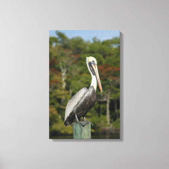 Brown Pelican Canvas Print (Front)