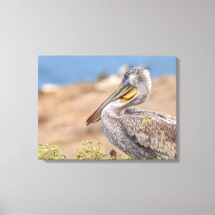 Brown Pelican Canvas Print