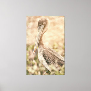 Brown Pelican Canvas Print