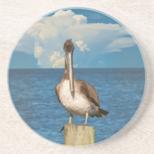 Brown Pelican Coaster