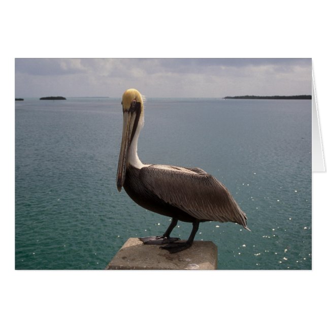 Brown Pelican Florida Keys (Front Horizontal)