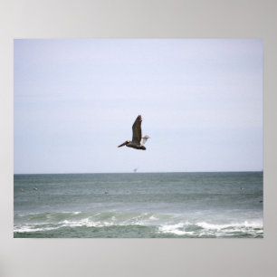 Brown Pelican Flying Over the Ocean Colour 16x20  Poster