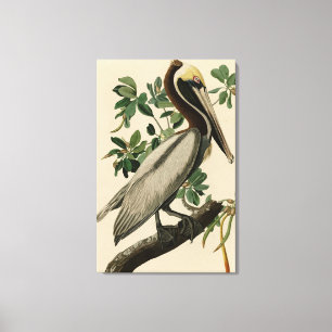Brown Pelican from Audubon's Birds of America Canvas Print
