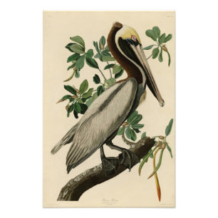 Brown Pelican from Audubon's Birds of America Photo Print
