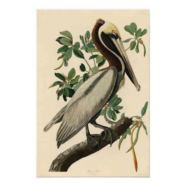 Brown Pelican from Audubon's Birds of America Photo Print (Front)