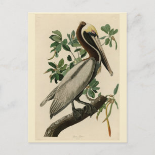 Brown Pelican from Audubon's Birds of America Postcard