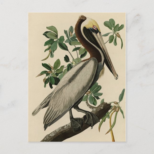 Brown Pelican from Audubon's Birds of America Postcard (Front)