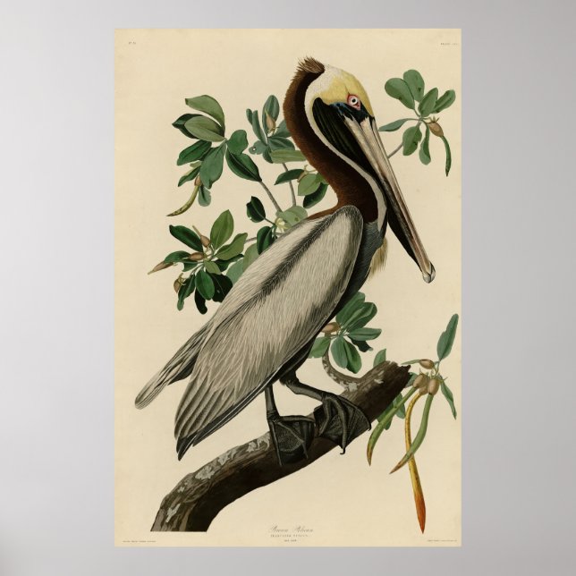 Brown Pelican from Audubon's Birds of America Poster (Front)