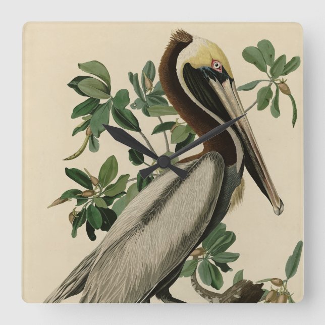 Brown Pelican from Audubon's Birds of America Square Wall Clock (Front)