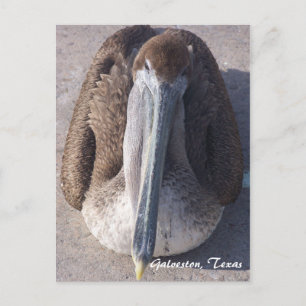 Brown Pelican Galveston Texas Postcard