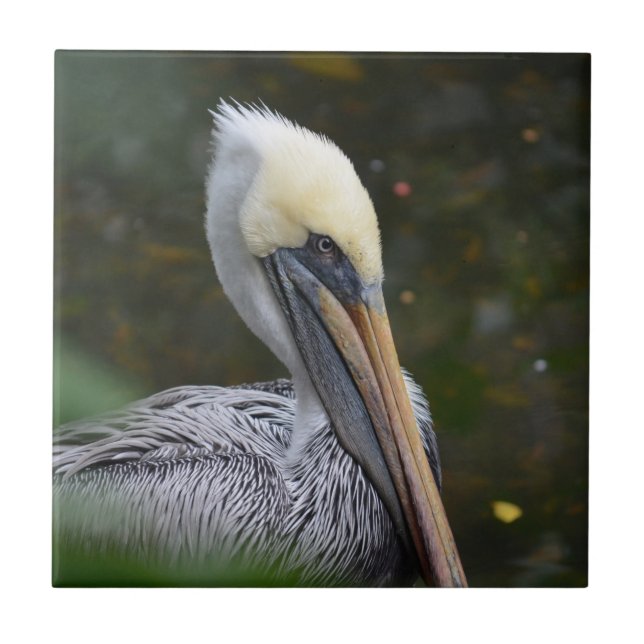 brown pelican head view facing right bird tile (Front)