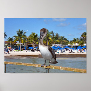 Brown Pelican, Higgs Beach, Key West, Florida Poster