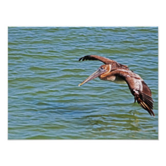 Brown Pelican in flight over water Photo Print