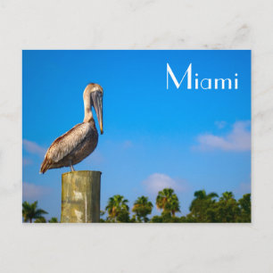 Brown Pelican in Miami - Postcard