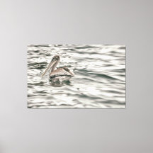 Brown Pelican in water