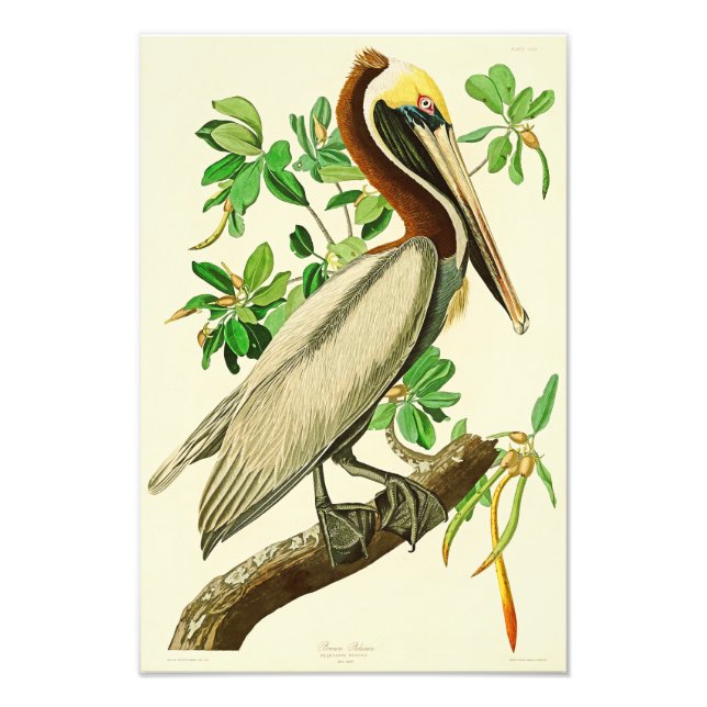 Brown Pelican John James Audubon Birds of America Photo Print (Front)