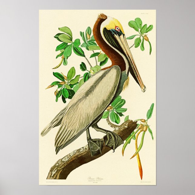 Brown Pelican John James Audubon Birds of America Poster (Front)