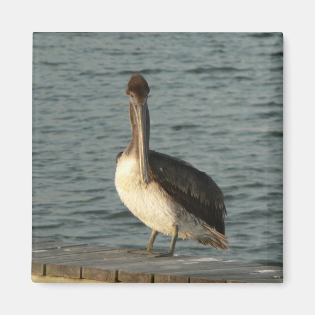 Brown pelican. magnet (Front)