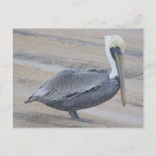 Brown Pelican OBX Postcard